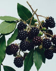 Blackberry & Bay | 120ml Reed Diffuser
